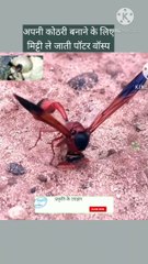 पॉटर वॉस्प मिट्टी ले जाते हुए | potter wasp  | wasp documentary
