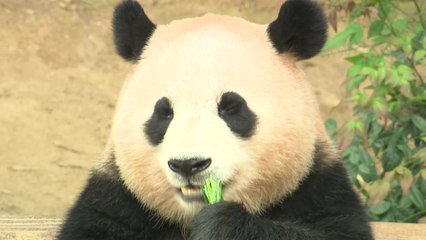 中 "푸바오, 한중 국민 우호 증진에 긍정적 역할" / YTN