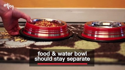 Attention New Cat Owners! Here’s What You Should Know