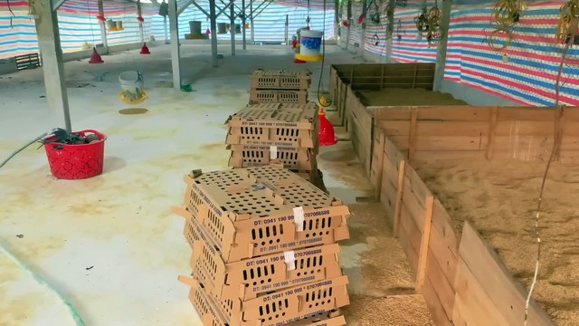 Buy more chicks to raise, How to take care of 5,000 newly hatched chickens