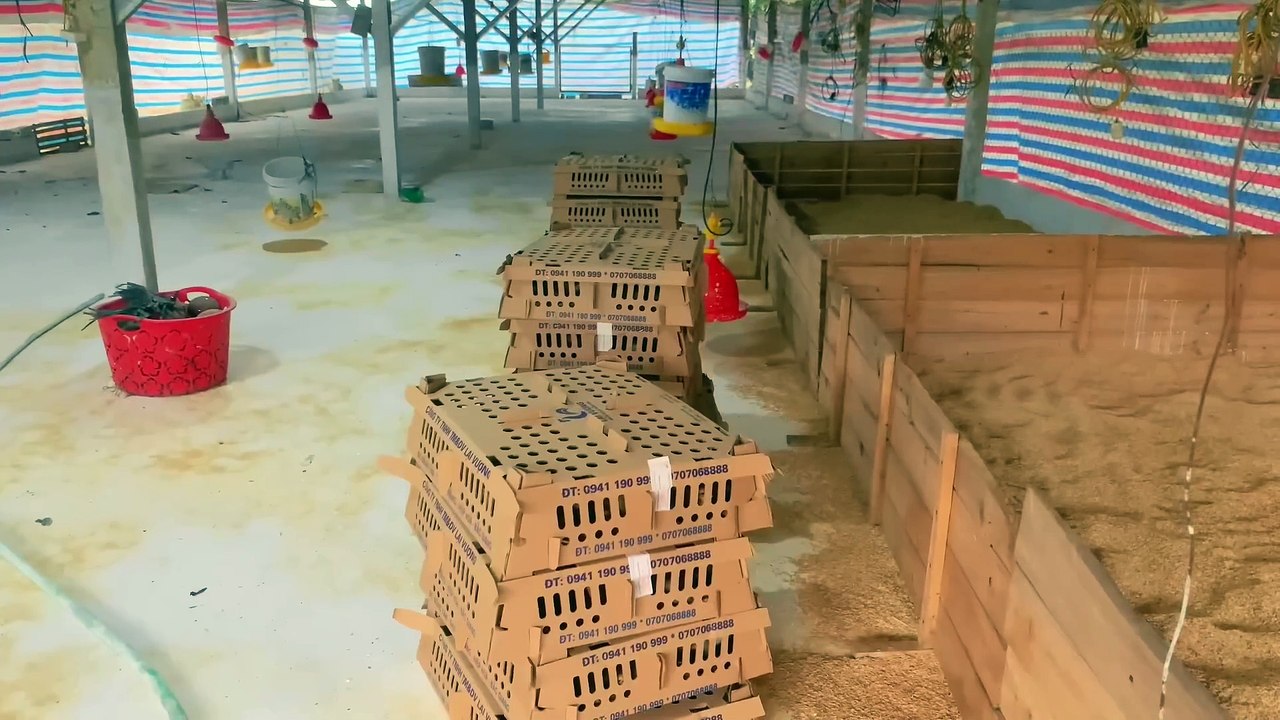 Buy more chicks to raise, How to take care of 5,000 newly hatched chickens