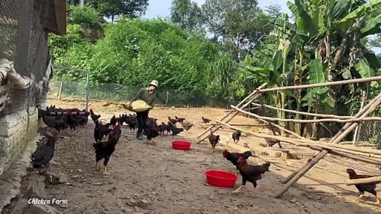 The Ultimate Guide to Mixing Tonics for 3000 Adult Chickens on Your Chicken Farm