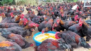 Chicken farm How to quickly fatten up 3000 adult chickens