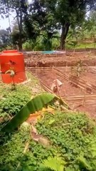 Kolam pembenihan lele SEDERHANA rangka bambu, media kolam dari plastik P.E