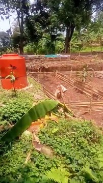 Kolam pembenihan lele SEDERHANA rangka bambu, media kolam dari plastik P.E