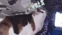 貓咪要爬衣櫃，主人當起梯子。Cat wants to climb closet, the owner acts ladder.
