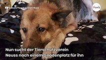 Nach 11 Jahren im Tierheim schlägt das Schicksal bei diesem Schäferhund ganz hart zu