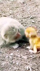 Cute Baby Mankey Viral Video, Viral Videos, Viral Mankey Video, Bandar Shorts, Mankey Video, New Animal's Video, Animals Video,#Trendingvideo#Viral2024