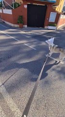 Dog Wearing a Cone Meets Its Match