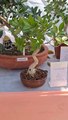 Bonsai exhibition by Saurashtra bonsai club at Rajkot #bonsai #bonsaitree
