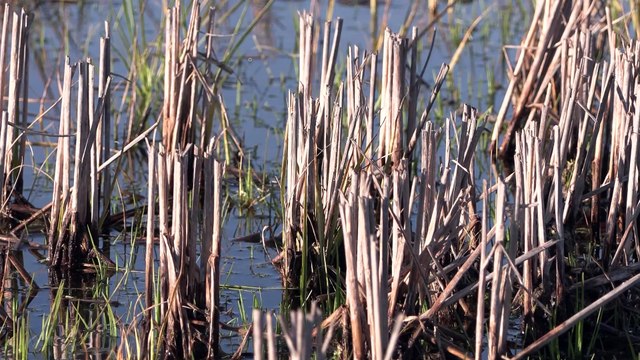 Arroceros extremeños en zona Zepa piden flexibilidad para cambiar de cultivo por la sequía