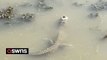 Alligator frozen in a lake pokes its snout though the ice to breathe