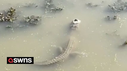 Alligator frozen in a lake pokes its snout though the ice to breathe