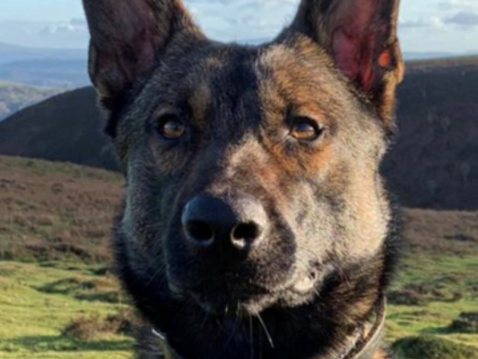 Moment police dog apprehends suspects following bank break in in Smethwick