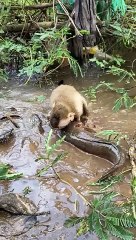 اجمل الفيديوهات بين القرد والسمك يصنعان اجمل الفيديوهات الرائعةالتى تستحق المشاهدة