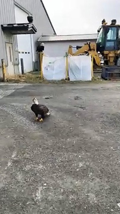 Bald Eagles Flock to Garbage Dump