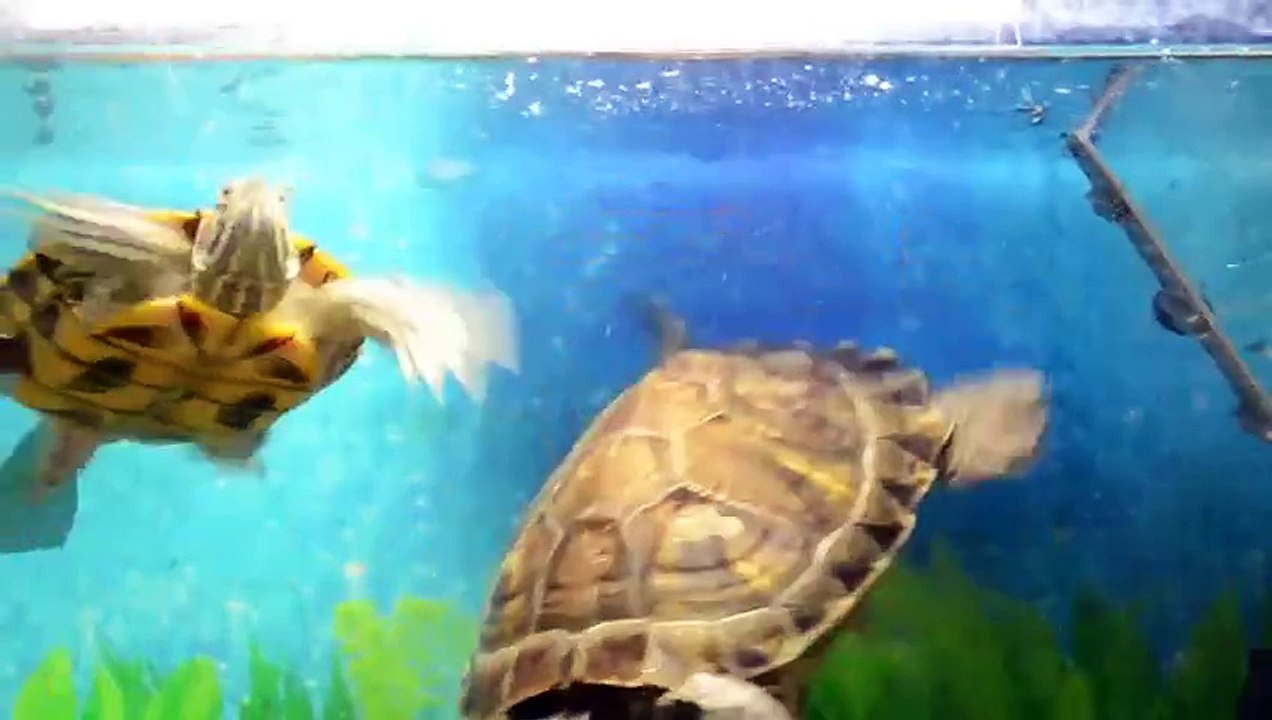 مجموعة من الزواحف المائية والبرية - A collection of aquatic and terrestrial reptiles - Une collection de reptiles aquatiques et terrestres