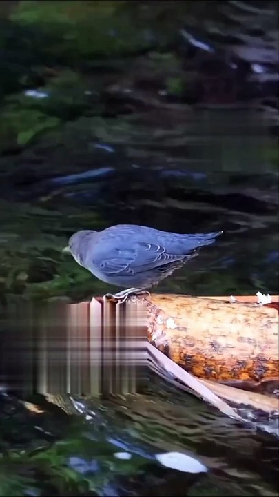 سبحان الله في خلقه