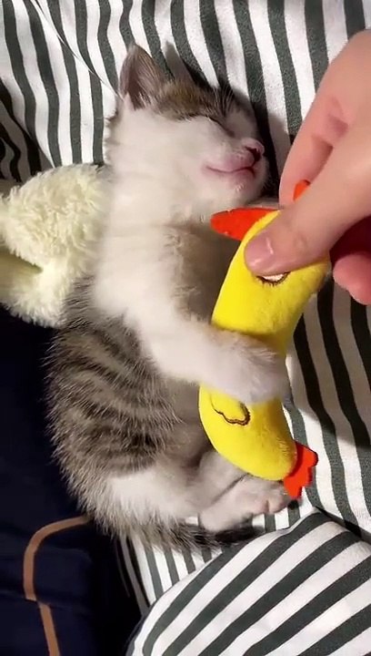 cat Cutest thing you'll see today
