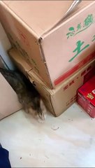 Cat Don’t touch my baby