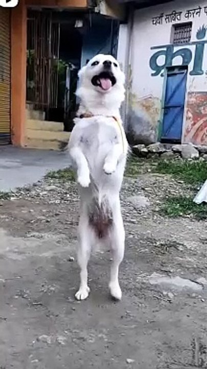 my cute dog dance  ☺