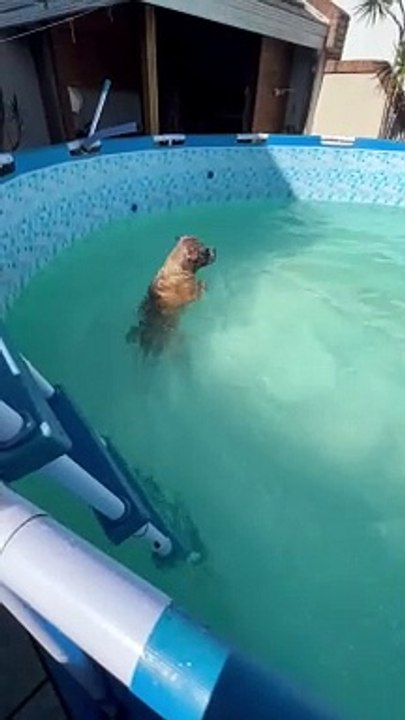 Doggo Dives In