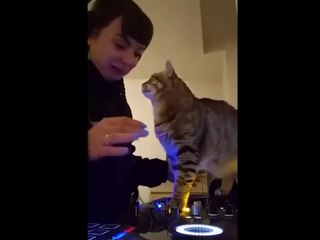 FUNNY CATS MEMES COMPILATION OF 2023 V34