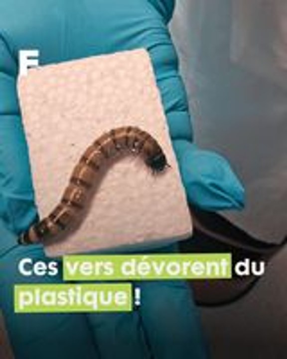 Des scientifiques utilisent des super vers pour recycler et éliminer le plastique !