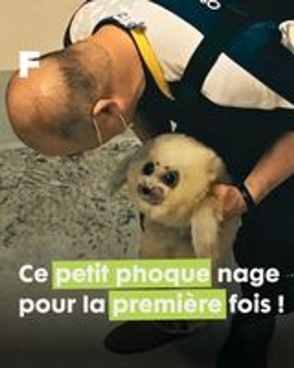 Un adorable petit phoque annelé fait ses premières brassées au Japon !