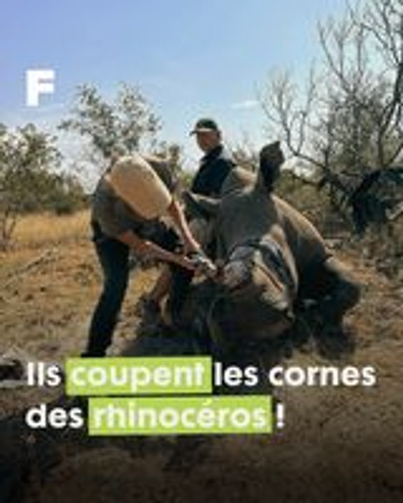 Braconnage en échec : la Conservation des rhinocéros noirs en Afrique.