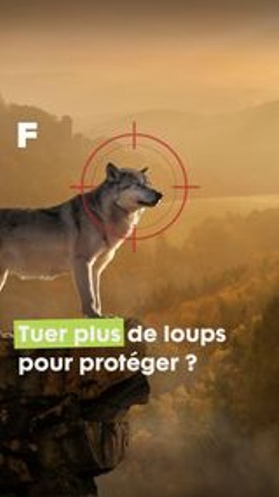 Tuer plus de loups pour protéger les élevages ? #science #biodiversité