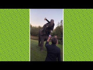 Lil Pump Gets Thrown By An Elephant