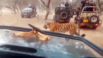 द वर्ल्ड नेशनल पार्क सवाई माधोपुर