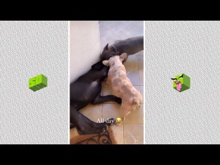 Meg Thee Stallion’s Dogs Go Nuts Playing With Each Other