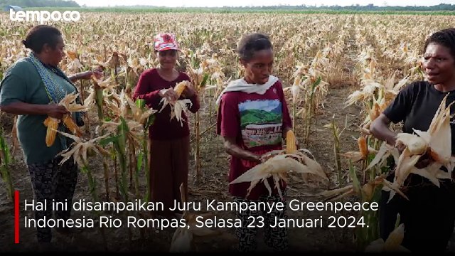 Greenpeace Minta Kemhan Tanggung Jawab soal Food Estate yang Gagal Total di Gunung Mas