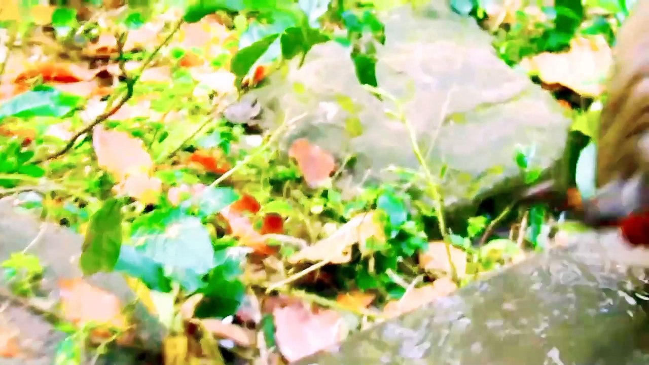 Viral Baby Mankey Video, Bandar Shorts, Mankey Reels, Mankey Video, Trending Video, Trending Video 2024, New Animal's Video 2024#Animalsvideo#Mankeyvideo#Bandarvideo