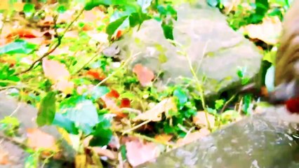 Viral Baby Mankey Video, Bandar Shorts, Mankey Reels, Mankey Video, Trending Video, Trending Video 2024, New Animal's Video 2024#Animalsvideo#Mankeyvideo#Bandarvideo