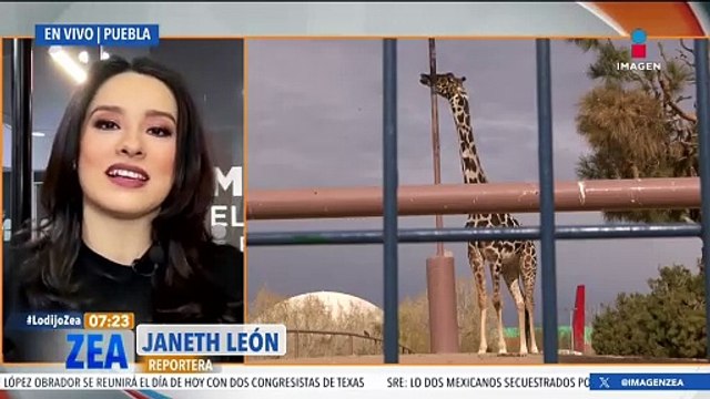 Jirafa Benito llega a Africam Safari, ¿qué sigue para él?