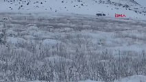 Köye inen kurt sürüsü kamerada