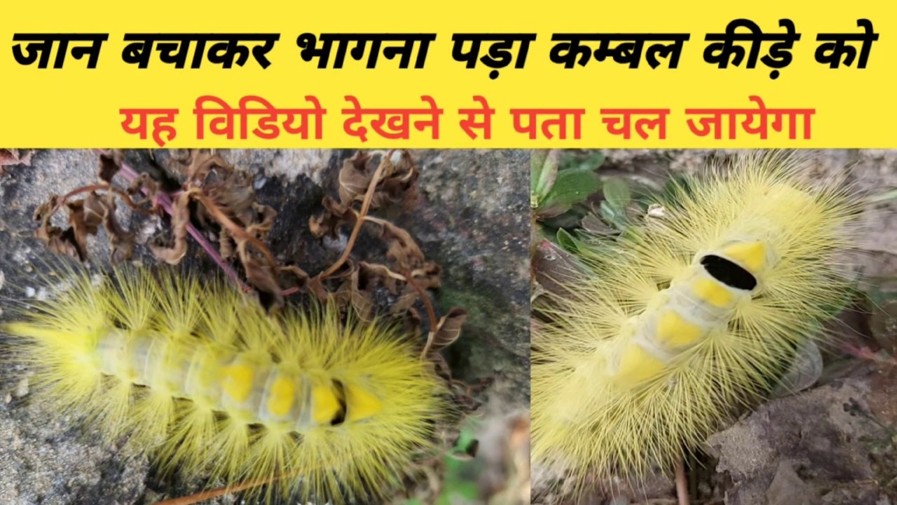 Hairyscary kida blanket worms कम्बल कीड़ा kambal kida video