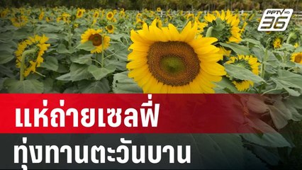 "หนองคาย" นักท่องเที่ยวคึกคัก ชมดอกทานตะวันยักษ์บานสะพรั่งเต็มทุ่ง | PPTV Online