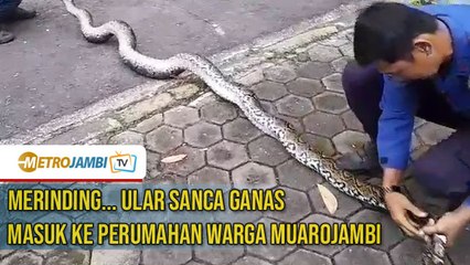 Detik-detik Ular Sanca Ganas Nyaris Serang Warga