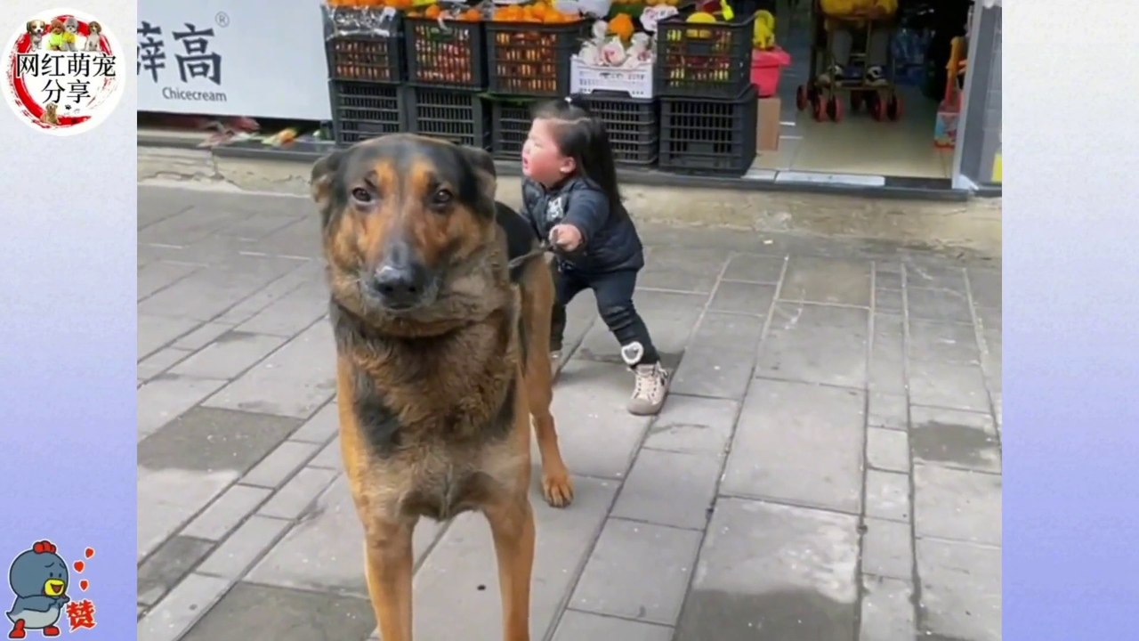 七岁狗龄替主人带娃六年,狗狗真希望小娃娃快點長大早點上學，A seven-year-old dog has taken care of his owner's baby for six years. He really hopes that the baby will grow up quickly and go to school early.