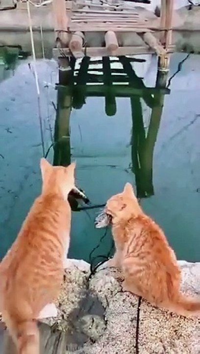 Funny cats