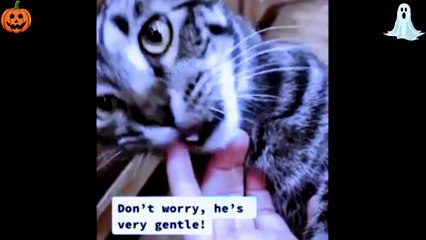 scariest ghost videos accidentally caught on camera