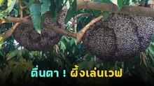 โซเชียลฮือฮา ! ผึ้งเล่นเวฟ ภาพแปลกตาที่หาดูได้ยาก