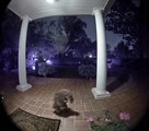 Raccoon caught walking on its front legs