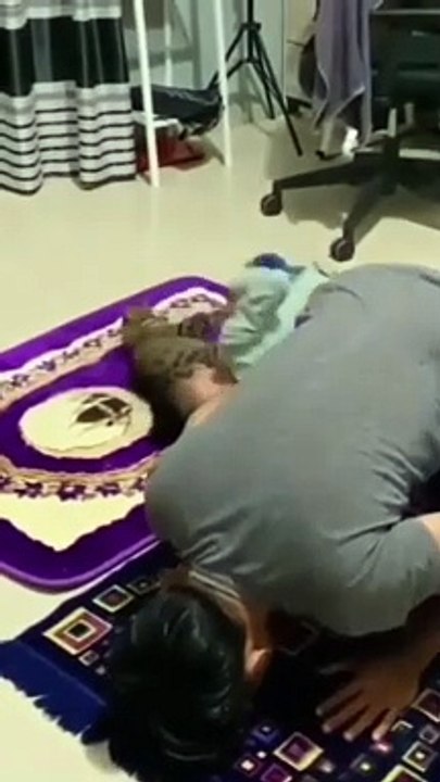 Cat Funny Video - Love Cat - Love Animal