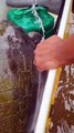 Grupo de canoagem salva tartaruga presa em rede de pesca em Florianópolis e emociona internet