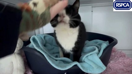 'Perfectly imperfect' Ipswich cat Hugo is looking for a new home